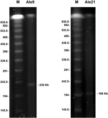 Plasmid content of carbapenem resistant Acinetobacter baumannii isolates belonging to five International Clones collected from hospitals of Alexandria, Egypt